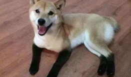 狗子黑料爆料视频大全最新,最新爆料视频大全深度解析