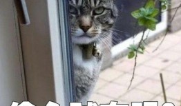 养虎人女友爆料视频