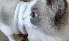 养虎人女友爆料视频